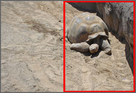 right sectioned tortoise image