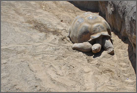 full tortoise image