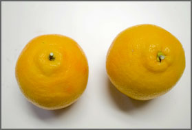 good contrast oranges image