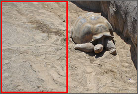 left sectioned tortoise image